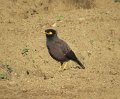 F (34) Indian Mynah